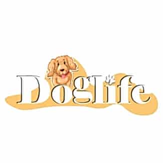 Toy Poodle-Zekası ve Zarafetiyle Göz Kamaştıran Dostunuz
