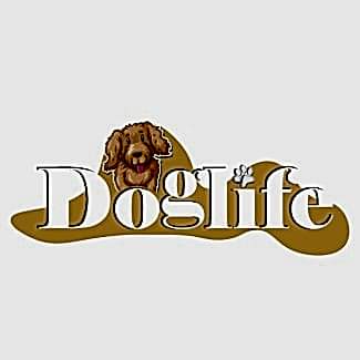 Maltipoo-Sevecen ve Neşeli Bir Dost Arayanlar İçin Mükemmel Seçim