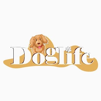 Maltese Terrier'in Özellikleri
