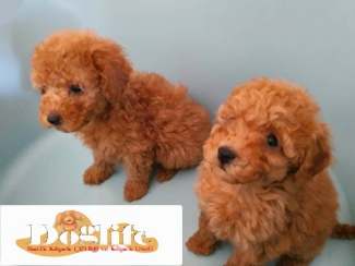 Toy Poodle Hakkında - Merak Edilen Soru ve Cevaplar