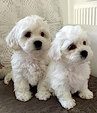 Maltese Terrier Eğitimi – Bakımı ve Özellikleri-Merak Edilen Soru ve Cevapları